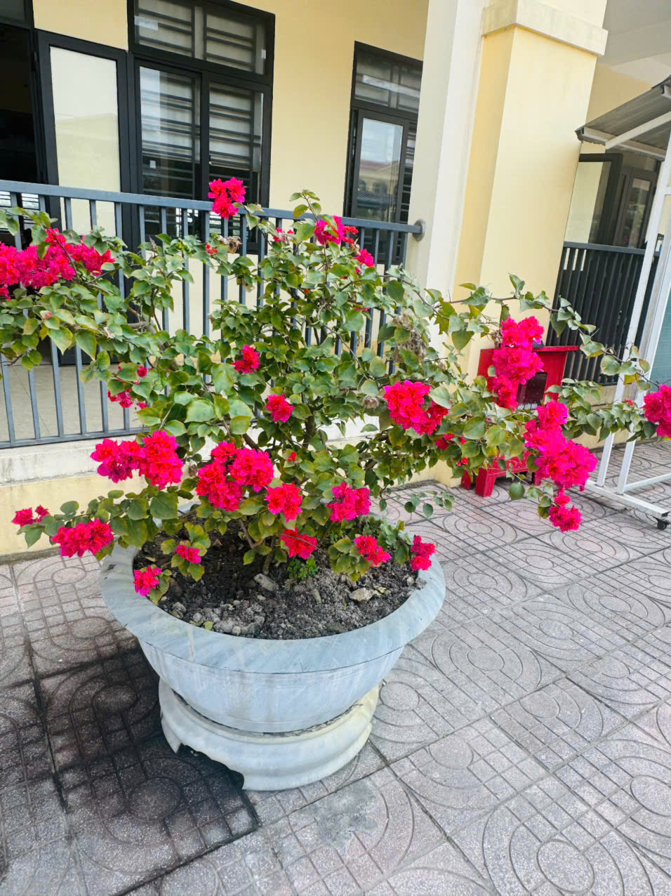 HOA GIẤY 2