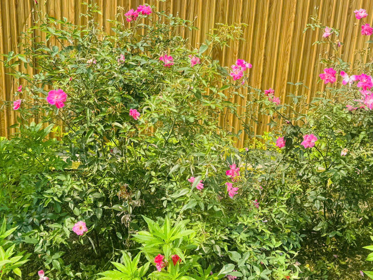 HOA HƯỜNG
