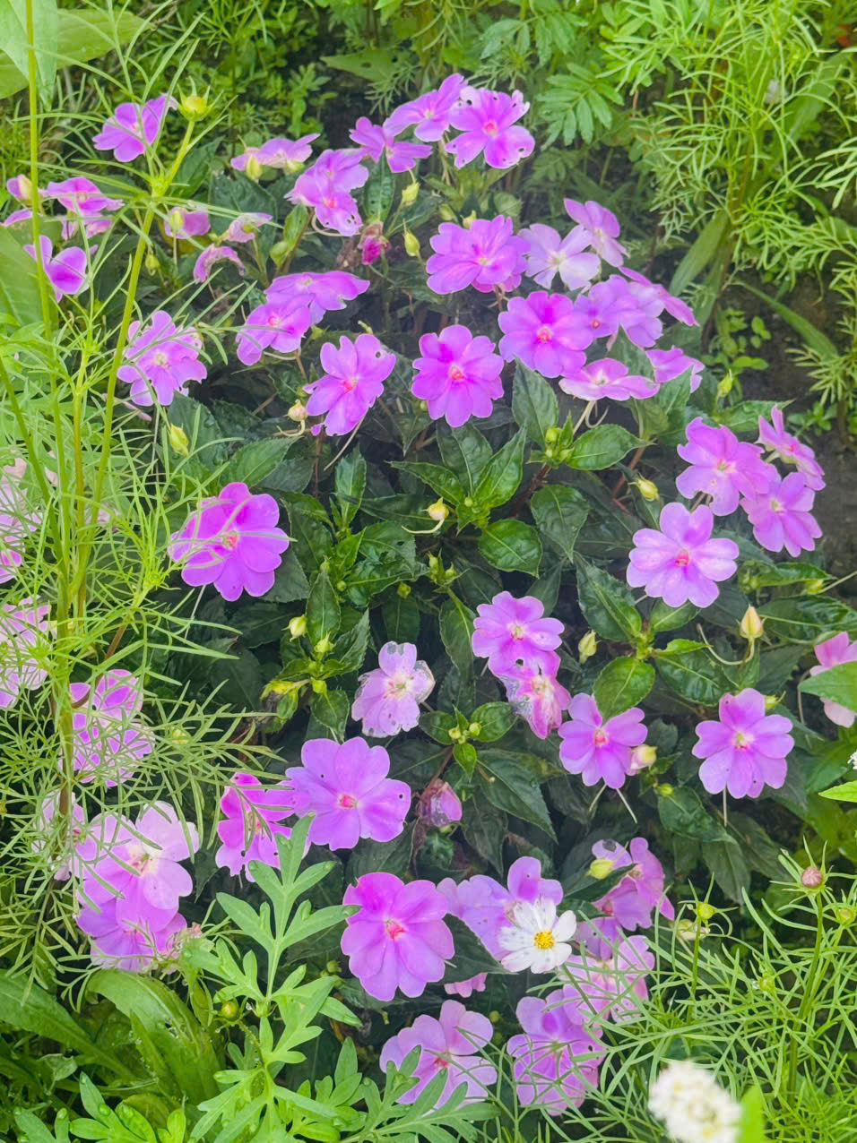 MAI ĐỊA THẢO5